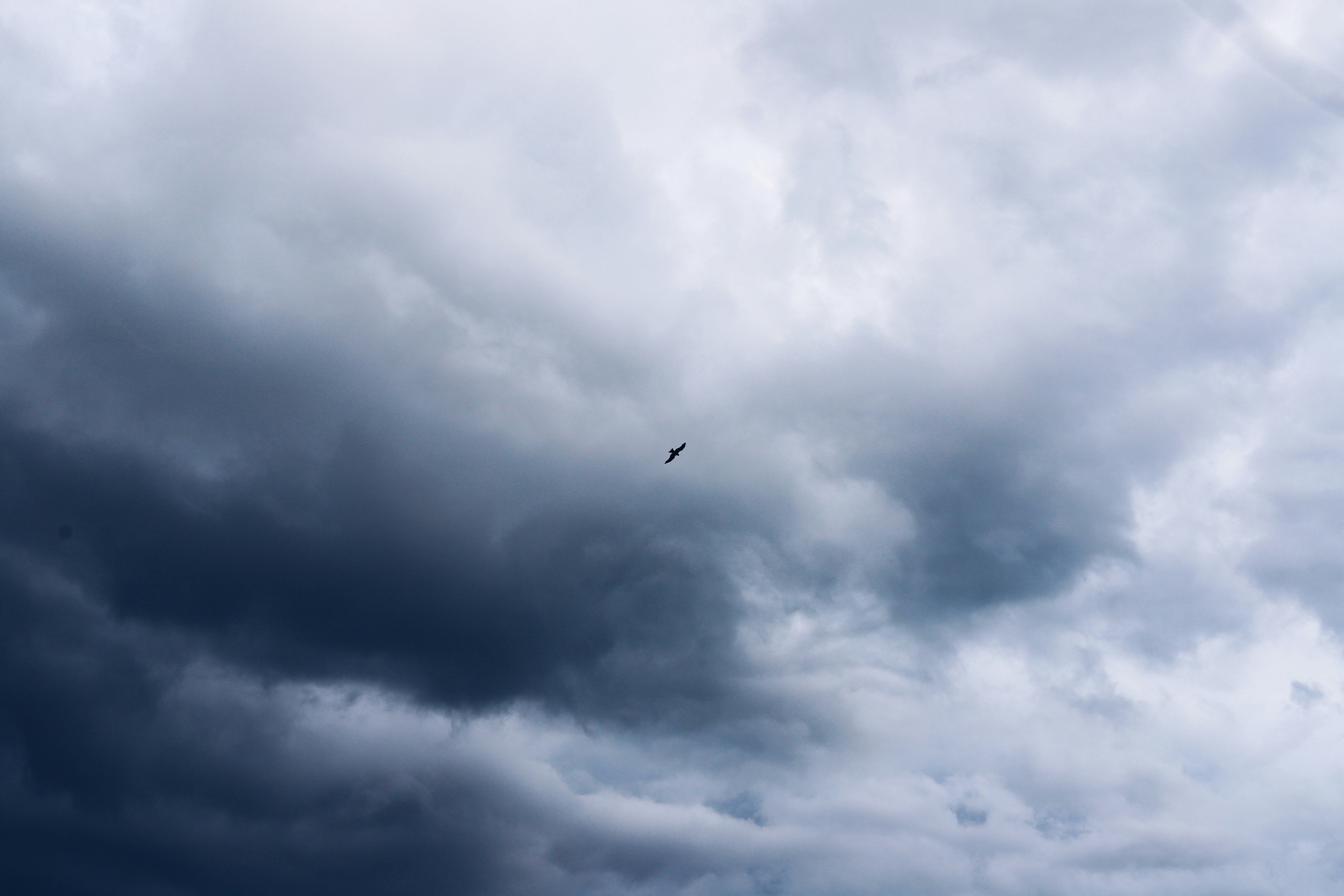 bird flying under white clouds during daytime